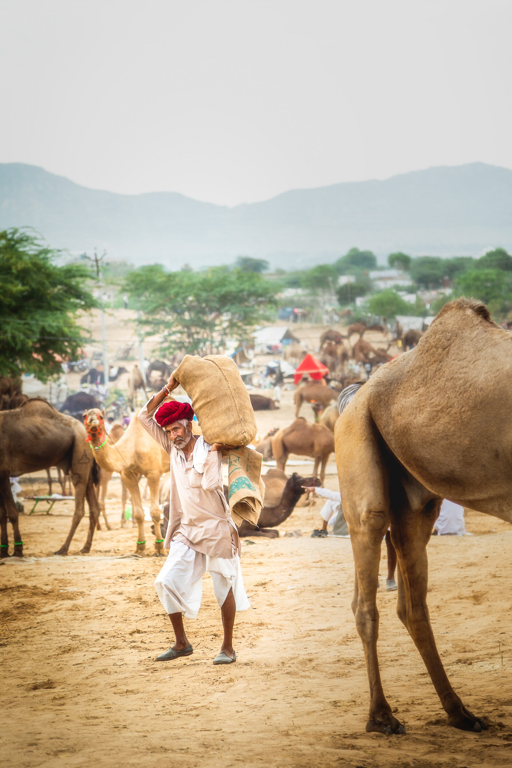 Camel Trader at Pushkar