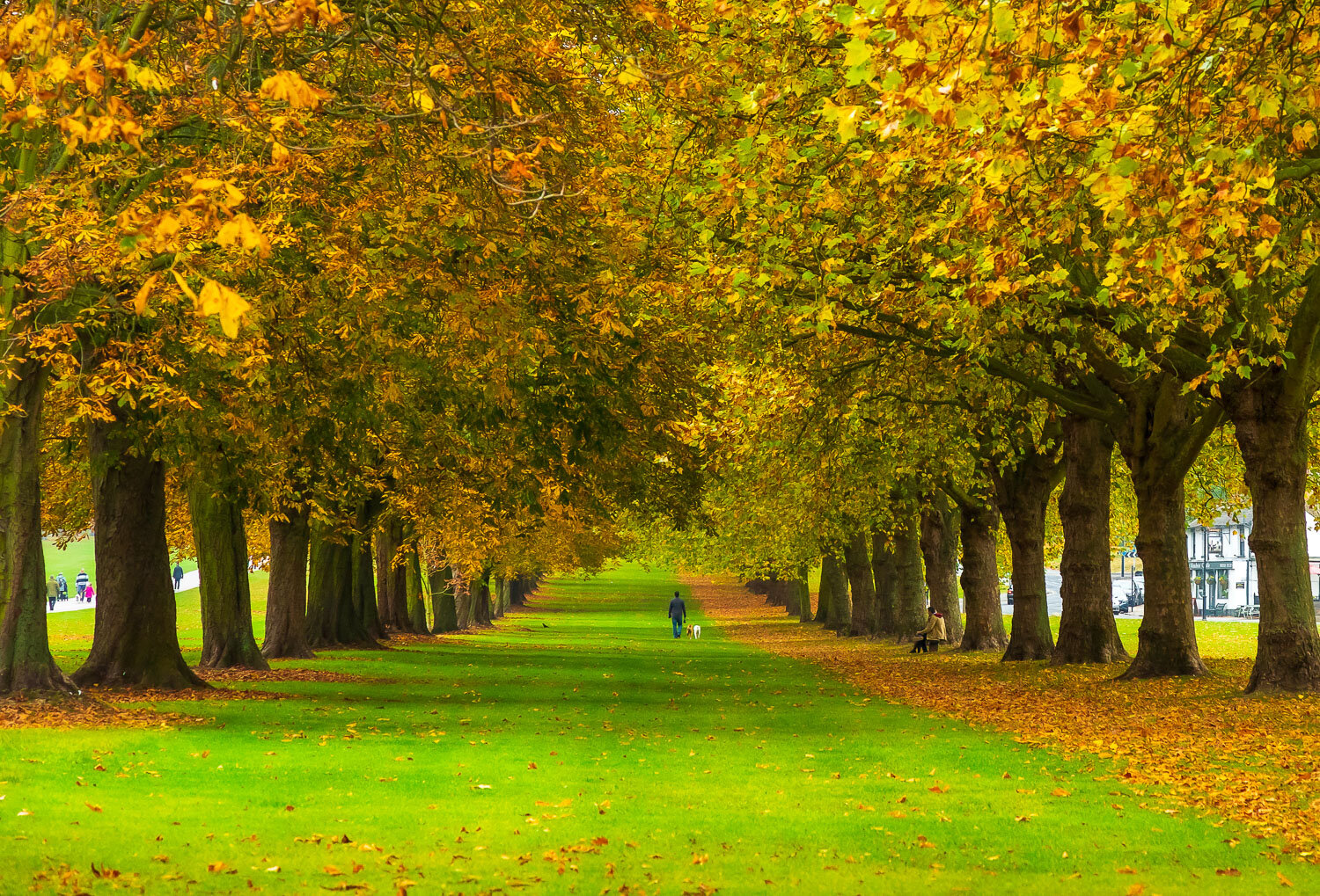 Long walk of Windsor Castle during autumn