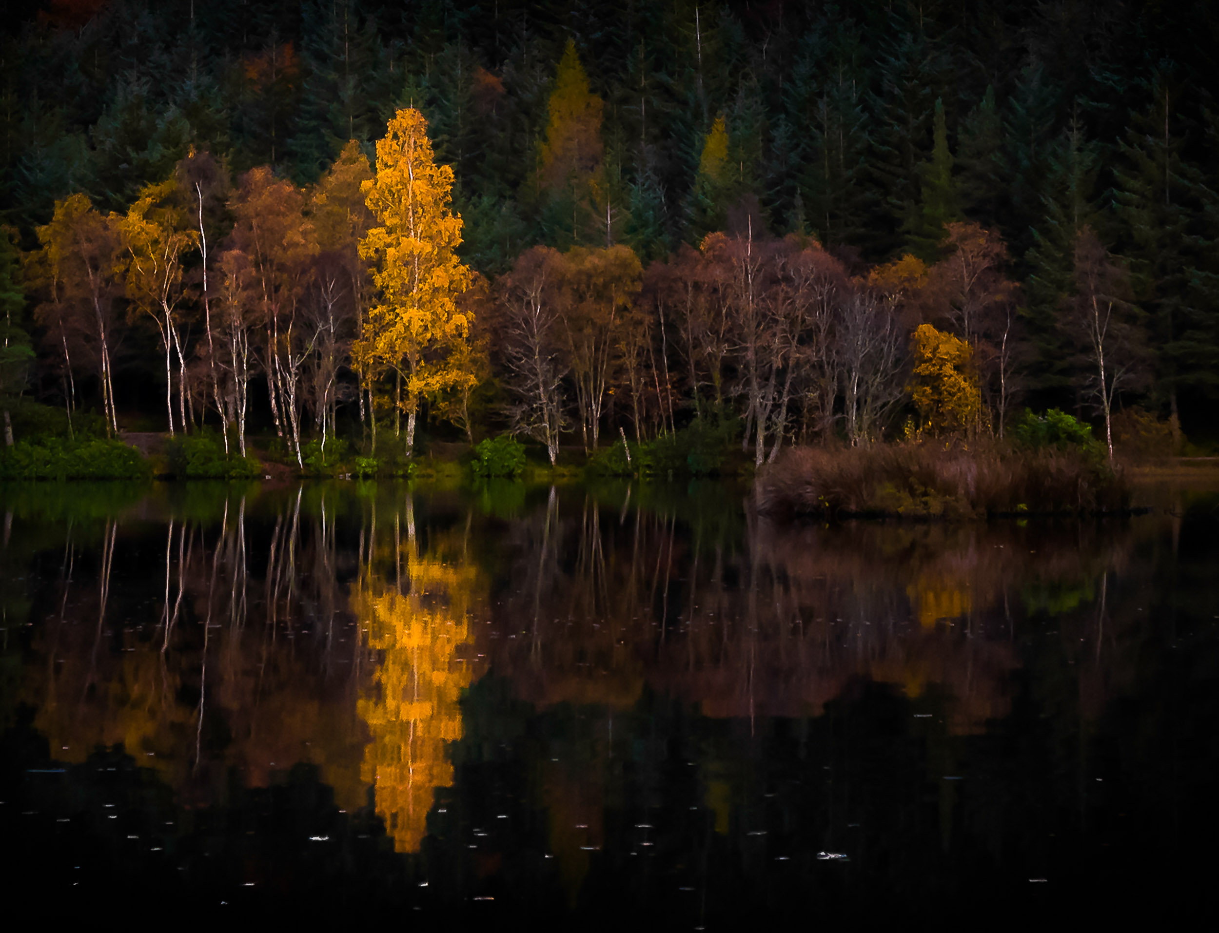 Golden Tree  in Scotland - Existence